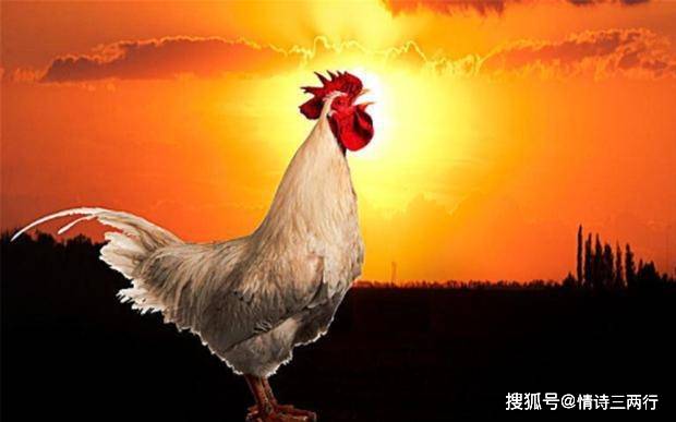 3分钟教你科普“安徽天天比鸡”-太坑了原来有挂