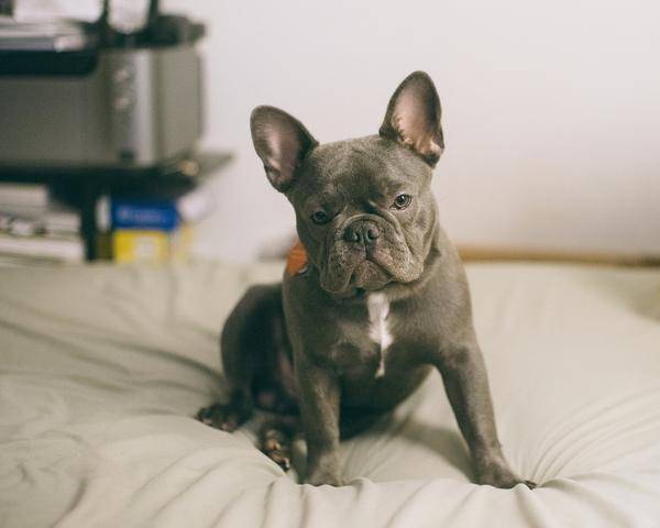 斗牛犬的遗传规律（斗牛犬的遗传规律图片）